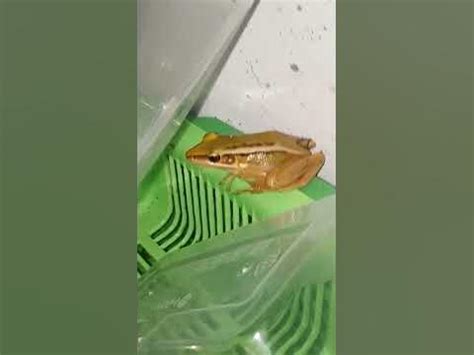 palakang dikit|Palakang Dikit / Frog .